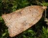 1045 (49.084) Acleris notana